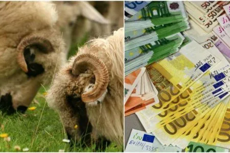 colaj scz berbeci o