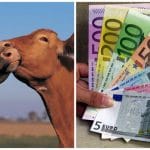 colaj subventii vaci o 1