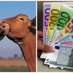 colaj subventii vaci o 1