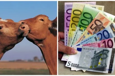 colaj subventii vaci o 1