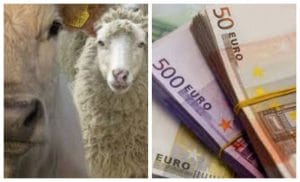 Bani dați crescătorilor pentru cumpărarea de animale! 1 colaj vaca oaia o