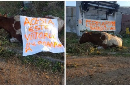 colaj vaci in greva o