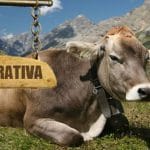 cooperativa romania o