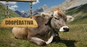 cooperativa romania o