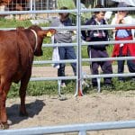copii vaca o 1