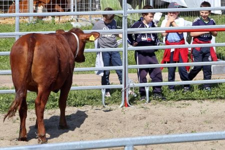 copii vaca o 1