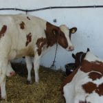 crotaliere bovine o 1