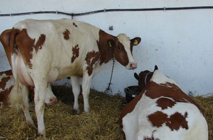 crotaliere bovine o 1