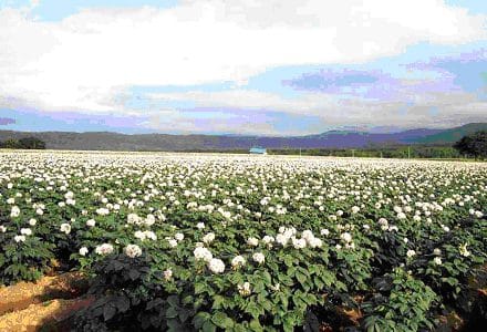 cultura cartofului o 1
