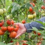 cultura tomate malagrow 2 o