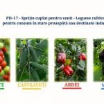 cuplat legume camp 2023 o