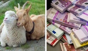 Suma plată ANT ovine/caprine pentru 2025!