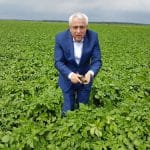 daea in lan de cartofi o