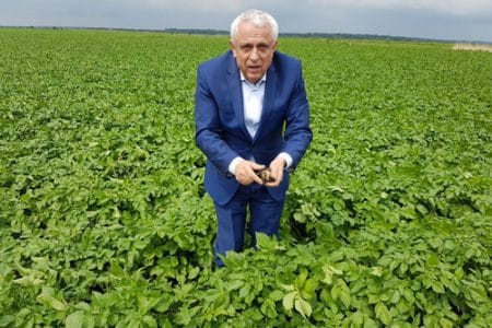 daea in lan de cartofi o