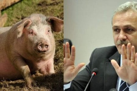 dragnea subventie porc o