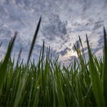 tratament seminte cereale grau corteva