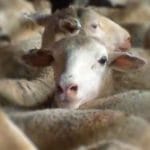 export arabia saudita o
