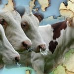 export bovine o