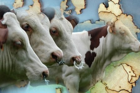 export bovine o