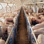 ferma de porcine o 1