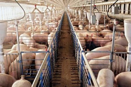ferma de porcine o 1