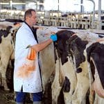 ferma de vaci veterinar o
