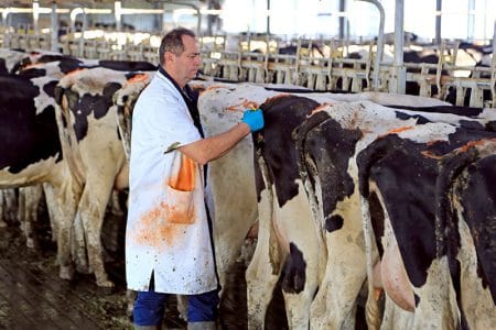 ferma de vaci veterinar o