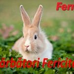 ferma sarbatori fericite o 1