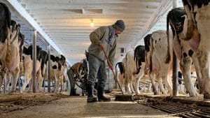 Informații APIA pentru crescătorii de vaci!