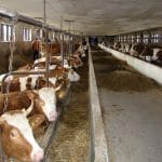 ferma vaci lapte 1 o 1