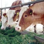 ferma vaci lapte1 o 1