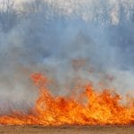 fire grass o 1