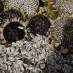 floare 054348 2 o 1