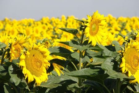 floare 2014 o 1