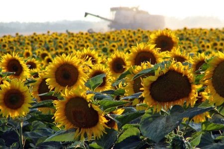 floarea soarelui 01 o 1