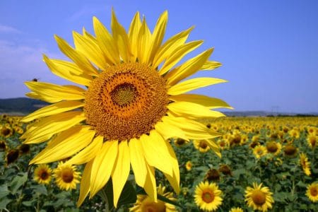 floarea soarelui 02 o 1