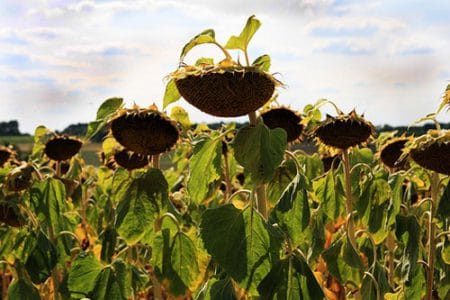 floarea soarelui afectata de seceta o 1