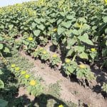 floarea soarelui plasmopara halstedii o