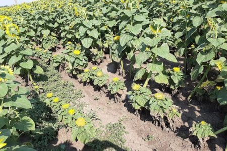 floarea soarelui plasmopara halstedii o