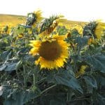 floarea soarelui prutul o 1