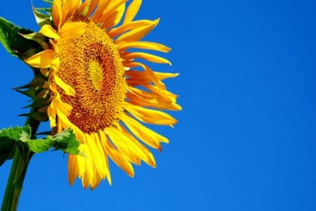 floarea soarelui si cerul albastru o 1