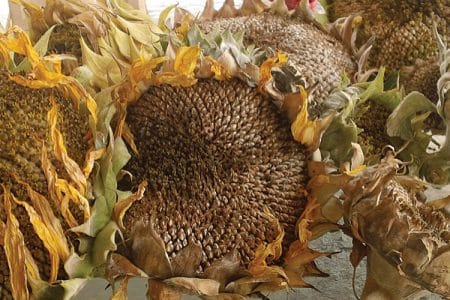 floareofilita o