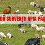 frauda apia pasune o