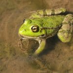 frog o 1