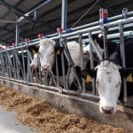 furajare bovine o