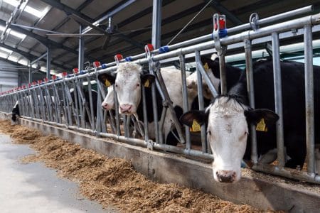 furajare bovine o
