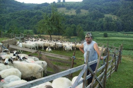 gheorghe chendes o