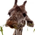 girafa o 1