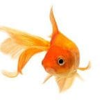 gold fish o 1