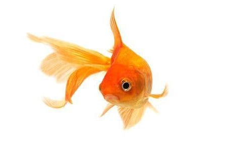 gold fish o 1